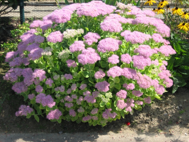 img3.jpg